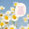 Flow Chamomile & Probiotics Mist – Био вода с Пробиотици