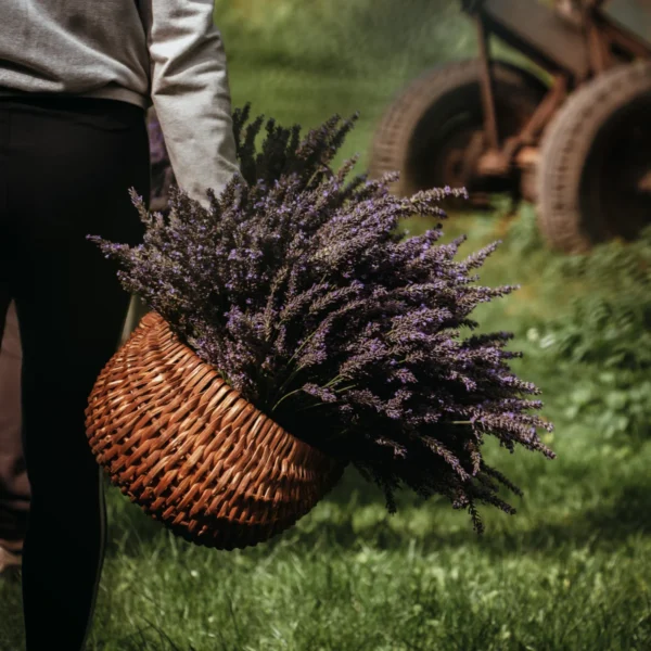 Nordic Lavendel Hämarik – Лавандулов спрей за сън и релаксация
