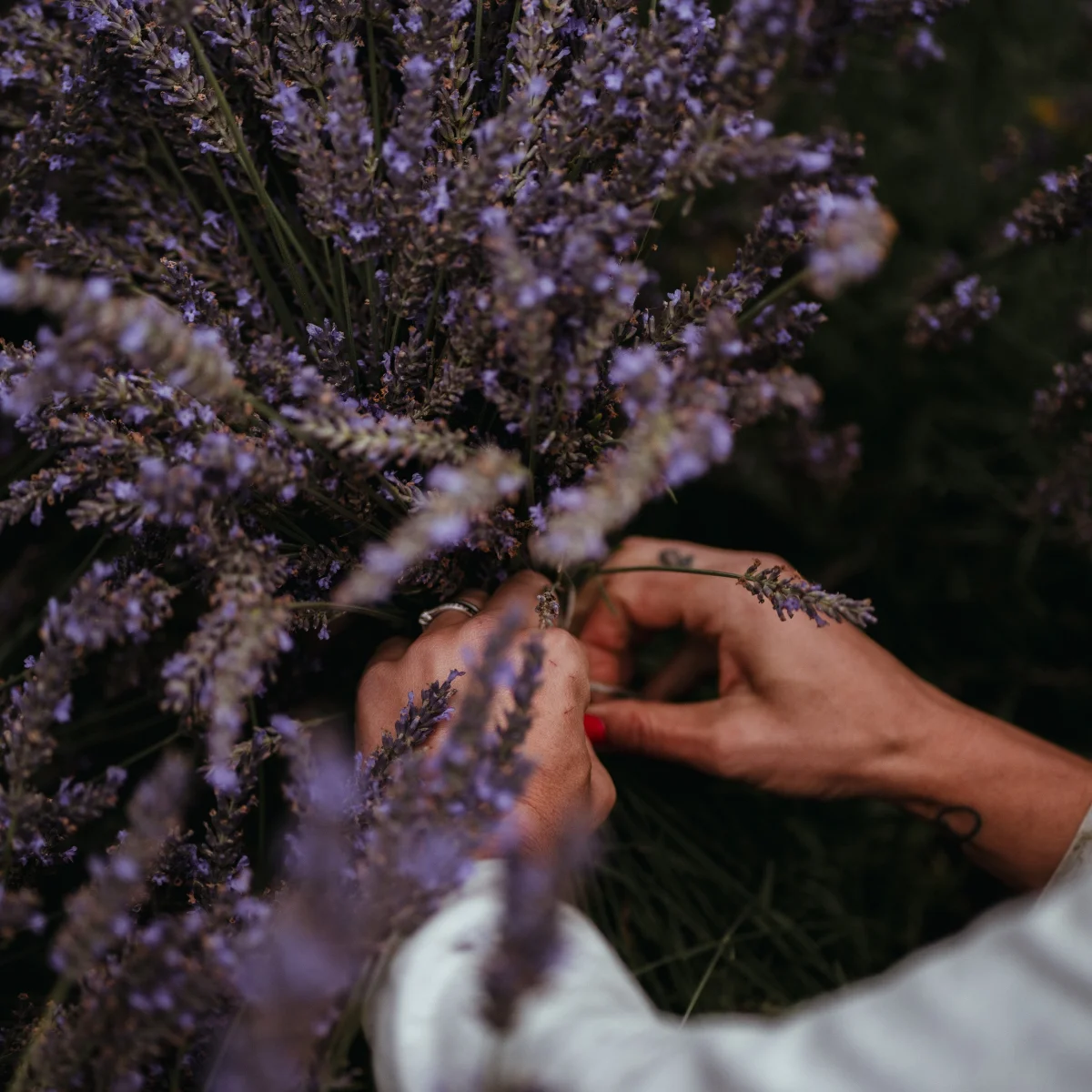 Nordic Lavendel натурален лавандулов спрей за сън и възглавница